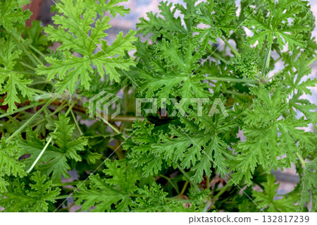 Rose geranium leaves 132817239