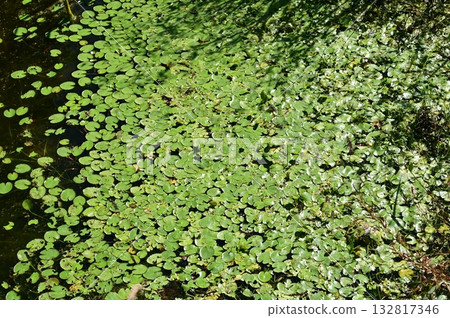 Horseradish (Hydrocharitaceae) Altissimales 132817346