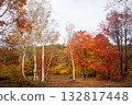 2025年群馬縣水上町土園森林的秋葉，第三部分 132817448