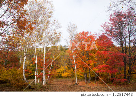 Autumn leaves at Dozono Forest in Minakami Town, Gunma Prefecture, 2025, Part 3 132817448