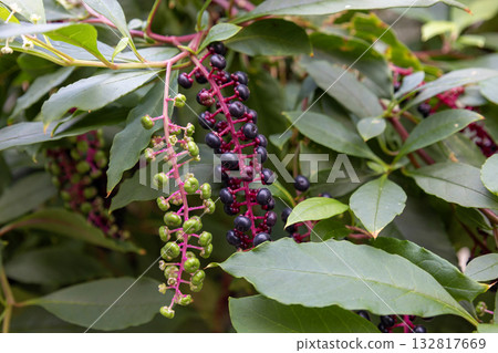 山區鄉房 132817669