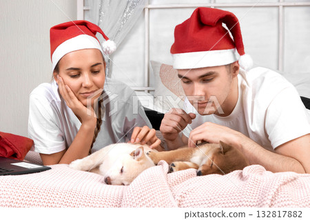 young couple wearing Santa hats interacts with Shiba Inu puppy on cozy bed. scene captures festive Christmas atmosphere 132817882