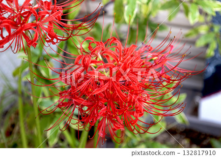 關閉紅色群孤挺花 132817910