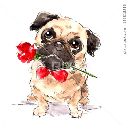 Cute watercolor illustration of a pug holding a red rose Cute watercolor illustration of a pug holding a red rose 132818216