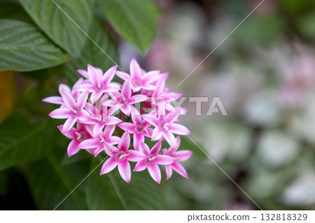 粉紅五星花 粉紅五星花 132818329