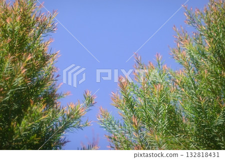 Melaleuca bracteata macro leaves small world 132818431