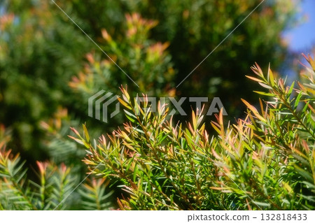 Melaleuca bracteata macro leaves small world 132818433