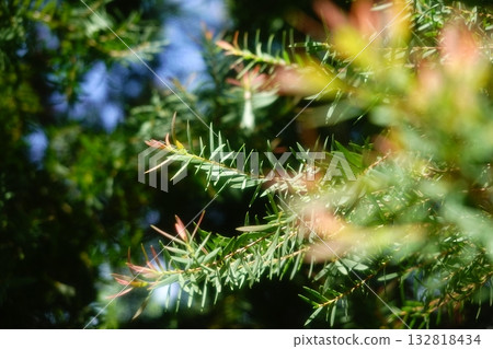 Melaleuca bracteata macro leaves small world Melaleuca bracteata macro leaves small world 132818434