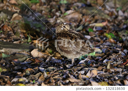 Amami woodcock resting on a forest road Amami woodcock resting on a forest road 132818630