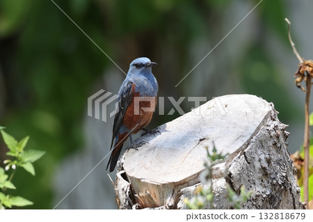 A male Rock Thrush perched on a fallen tree A male Rock Thrush perched on a fallen tree 132818679