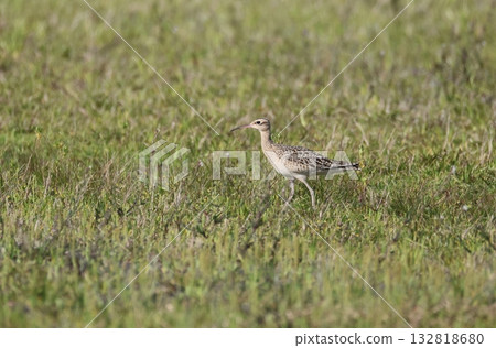 A Little Curly Sandpiper walking through the grass A Little Curly Sandpiper walking through the grass 132818680