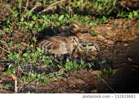 奄美丘鷸在林間小路上覓食 132818681