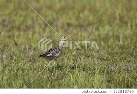 A Little Curly Sandpiper standing in the grass 132818786