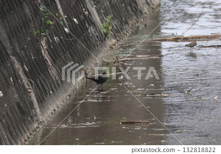 一隻黑鳥在河邊休息 132818822