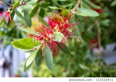 Red flowers of the bottlebrush tree Red flowers of the bottlebrush tree 132818931