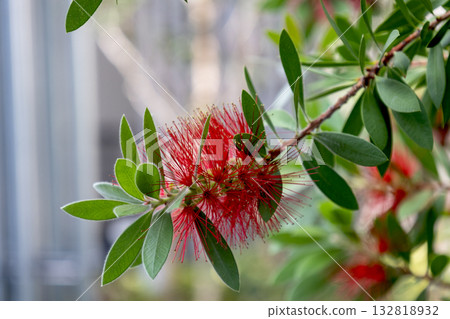 Red flowers of the bottlebrush tree 132818932