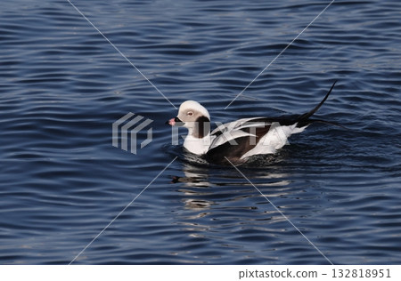 A male stag beak duck raising its tail feathers A male stag beak duck raising its tail feathers 132818951
