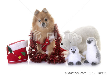 pomeranian in studio pomeranian in studio 132818993