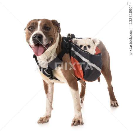 american staffordshire terrier, chihuahua and bag american staffordshire terrier, chihuahua and bag 132818994