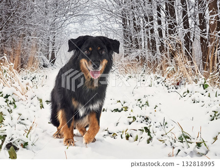 Hovawart in winter Hovawart in winter 132818995