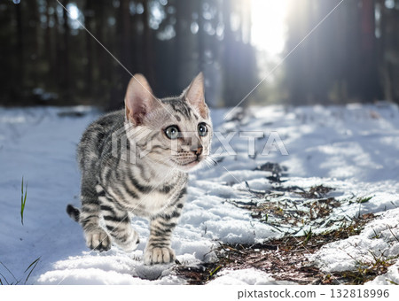 bengal kitten in nature bengal kitten in nature 132818996