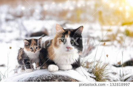 young Kurilian Bobtail and mother 132818997