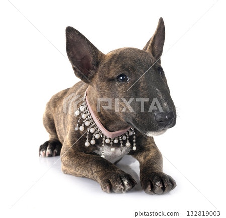 miniature bull terrier in studio miniature bull terrier in studio 132819003