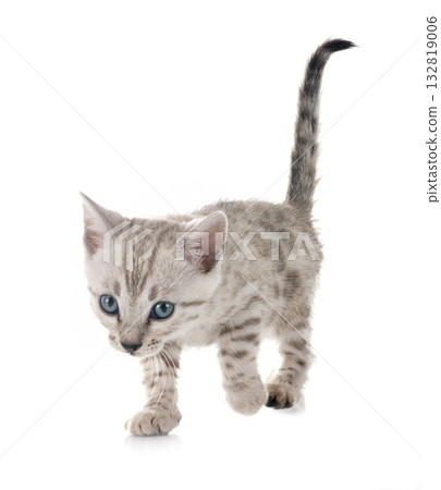 bengal kitten in studio bengal kitten in studio 132819006