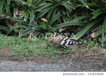 Hoopoe feeding on the ground 132819089