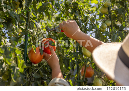 Hands harvesting red garden tomatoes Hands harvesting red garden tomatoes 132819153