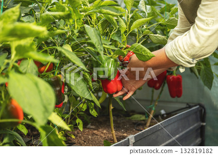 Hands harvesting red bell peppers Hands harvesting red bell peppers 132819182
