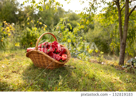 Organic bell peppers Organic bell peppers 132819183