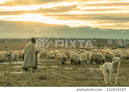 Shepherd with flock of sheep and guard dog at sunset rural scene Shepherd with flock of sheep and guard dog at sunset rural scene 132819187