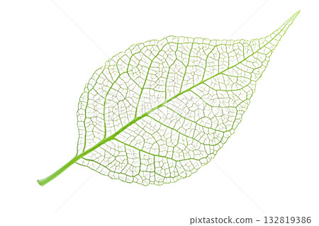A detailed green leaf showcasing intricate veining and a slender stem. A detailed green leaf showcasing intricate veining and a slender stem. 132819386
