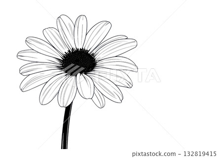 A detailed sketch of a flower featuring broad petals and a slender stem. 132819415