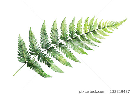 A lush green fern leaf showcasing intricate patterns and a natural, vibrant appearance. 132819487