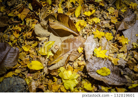 A road where the lingering scent of autumn lies dormant A road where the lingering scent of autumn lies dormant 132819601