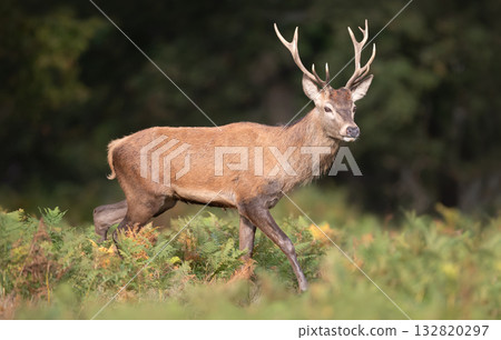 Young red deer stag walking among green ferns in a forest 132820297