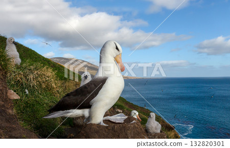 Black-browed albatross sitting on a mud pillar nest 132820301