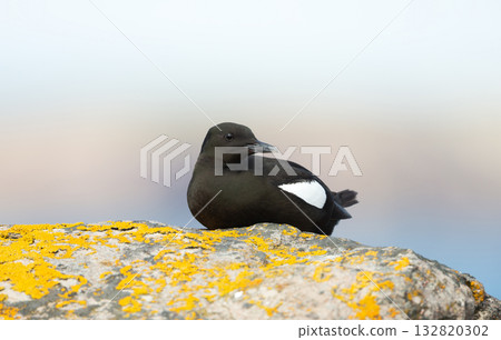 Black Guillemot perched on a rock covered in vibrant yellow lichen 132820302