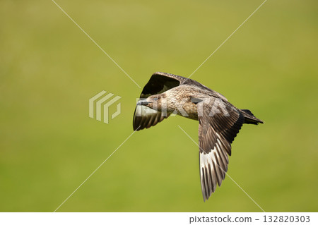 Close-up of a Great skua in flight 132820303