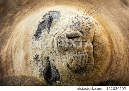 Portrait of a Southern Elephant Seal during molting season in the Falkland Islands Portrait of a Southern Elephant Seal during molting season in the Falkland Islands 132820305