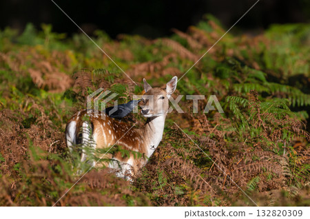 Jackdaw perched on a fallow deer cleaning its eye in ferns 132820309