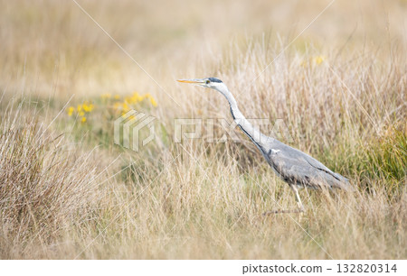 Grey heron hunting in tall grass in a meadow Grey heron hunting in tall grass in a meadow 132820314