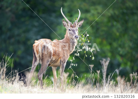 Young red deer stag with grass on antlers in autumn Young red deer stag with grass on antlers in autumn 132820316