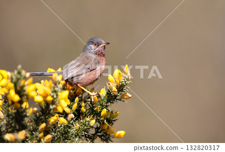 Male Dartford Warbler perched on yellow gorse bush in spring Male Dartford Warbler perched on yellow gorse bush in spring 132820317