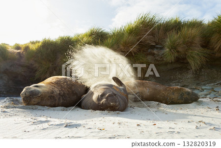 Southern Elephant Seals resting on a sandy beach in the Falkland Islands Southern Elephant Seals resting on a sandy beach in the Falkland Islands 132820319
