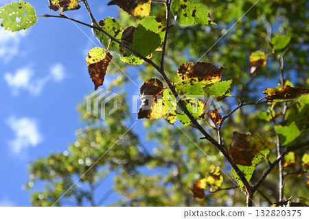 攀登長野縣中央阿爾卑斯山的木曾駒山 132820375