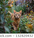Pretty orange tabby cat walking through grass outside 132820432