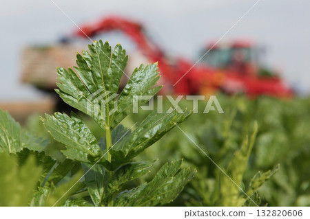 Harvesting celery from the field. Agricultural work. Celery stalks. Agricultural industry. Harvesting celery from the field. Agricultural work. Celery stalks. Agricultural industry. 132820606